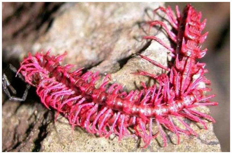 Многоножка «Розовый дракон» Desmoxytes purpurosea