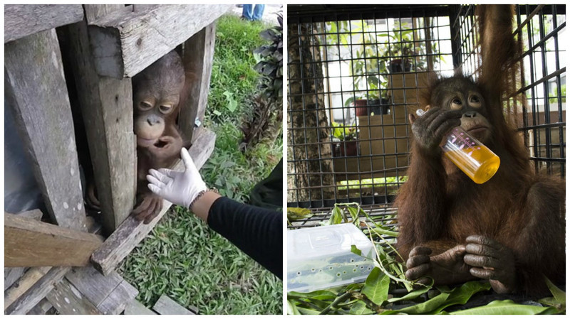 Вкус свободы: на Борнео освободили орангутана, который провел два года в тесном ящике