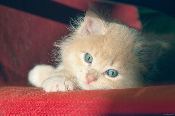 Смотрите, как меняется с синего на желтый цвет глаз этого котенка