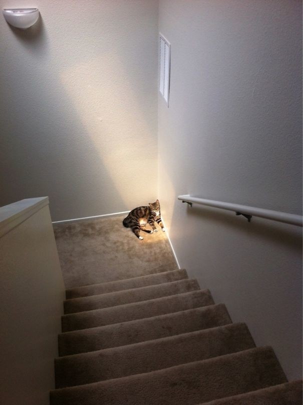 Одинокий котик любит солнце