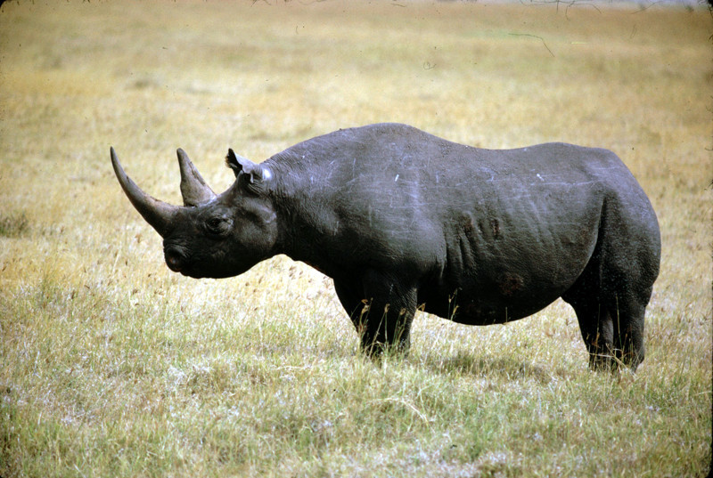 Западный черный носорог