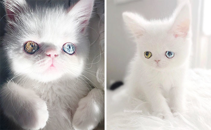 Пам Пам — котенок с разноцветными глазами, которые вас загипнотизируют