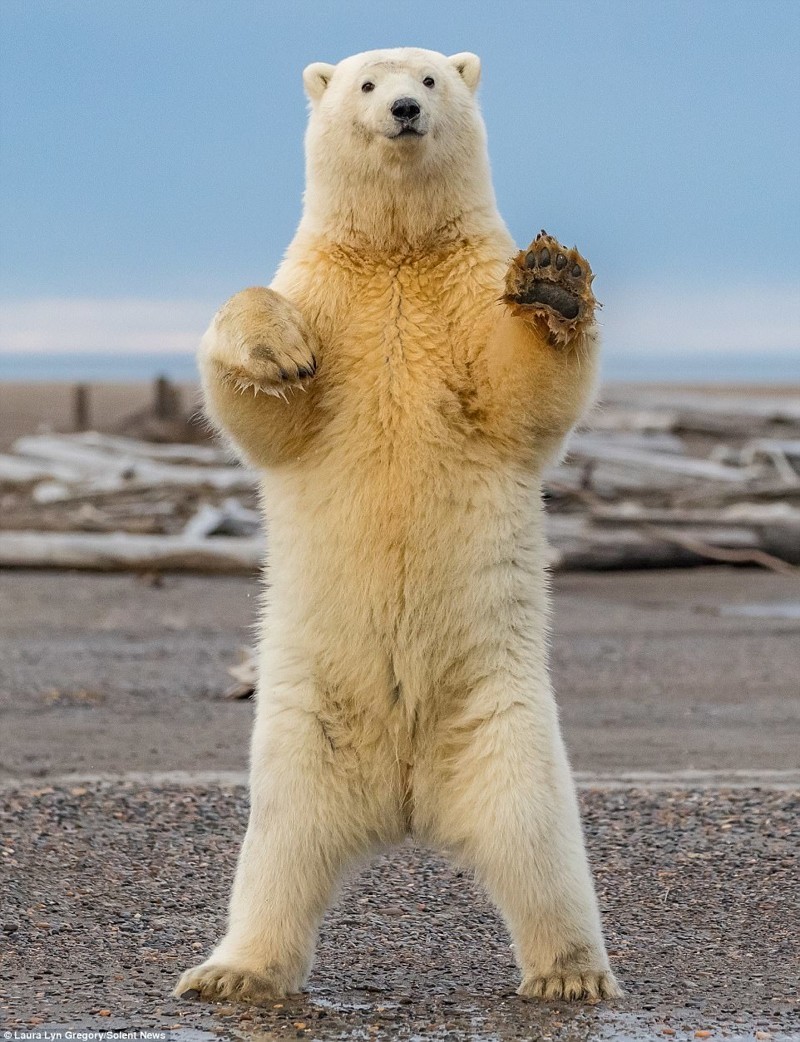 Белый медведь станцевал для туристов на Аляске