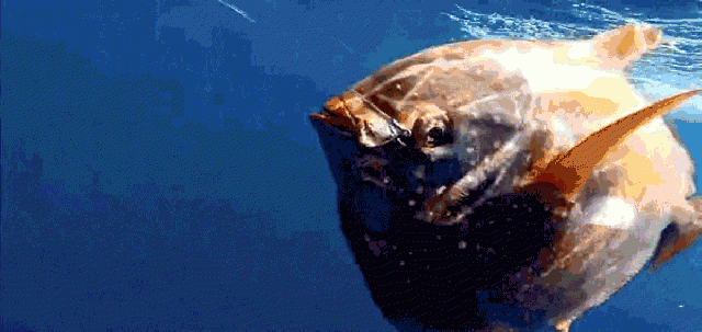 Ученые обнаружили первую в мире теплокровную рыбу