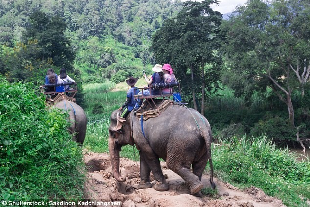 Поездки на слонах