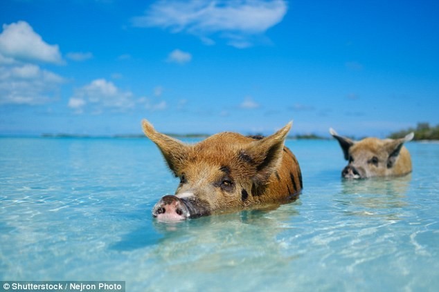 Остров свиней