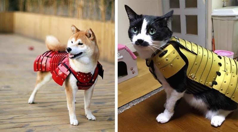 Кошки и собаки в самурайской броне 