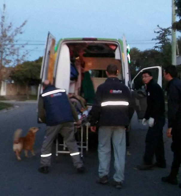 Когда врачи погружали пострадавшего в машину скорой помощи, пес пытался залезть к нему