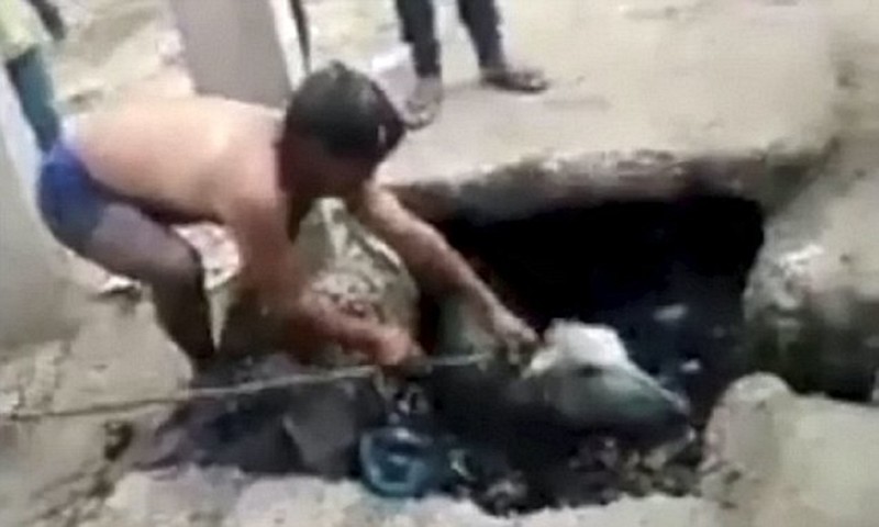 Индиец нырнул в канализацию ради спасения теленка