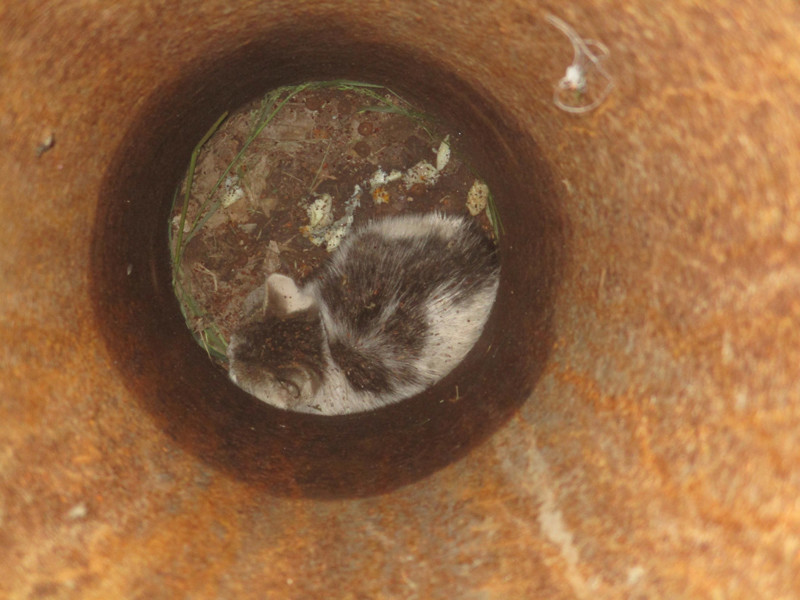 В Челябинске ради спасения котёнка демонтировали фонарный столб