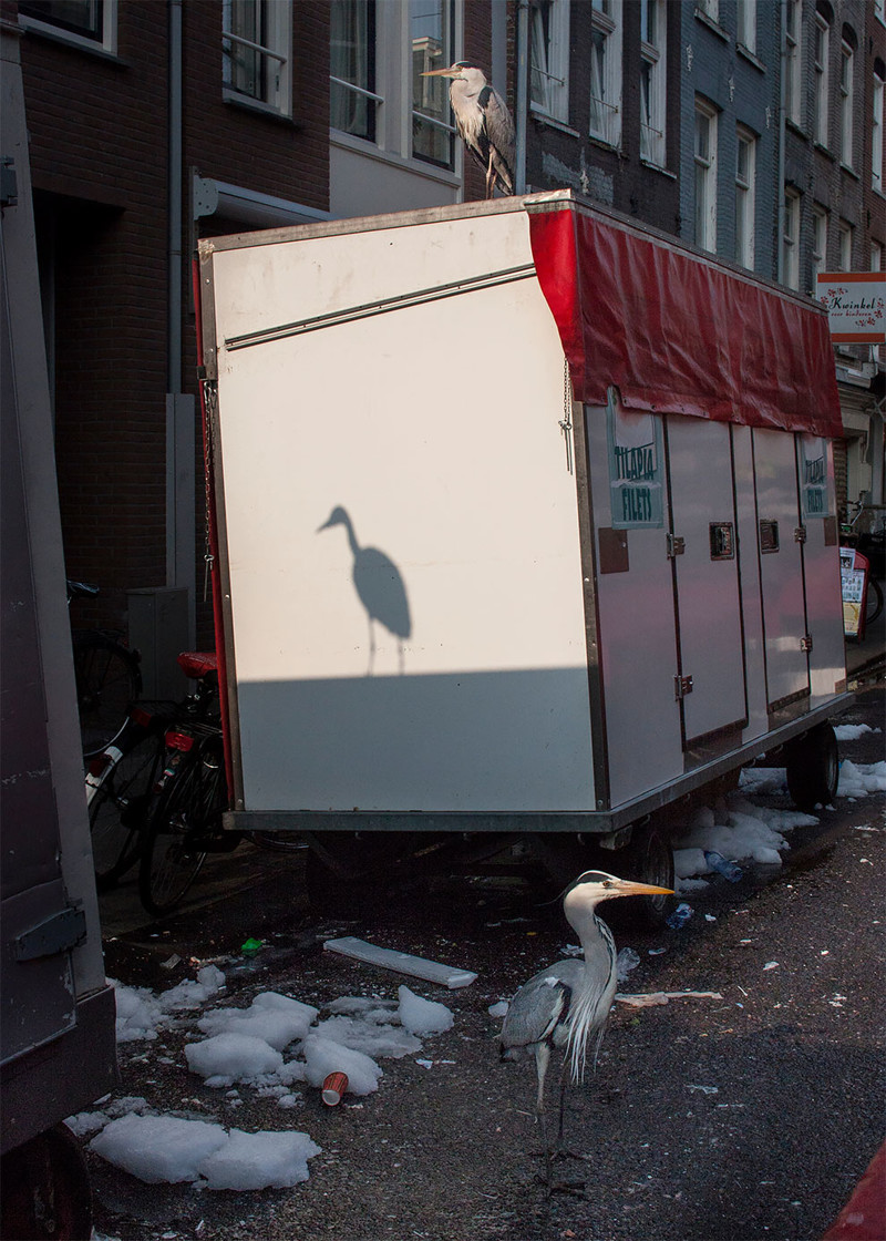Самые необычные жители Амстердама