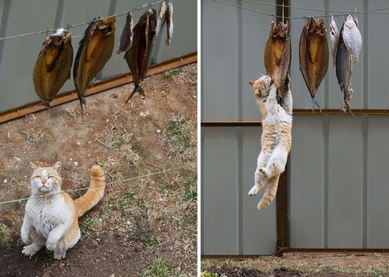 Уморительные коты-воришки, которых поймали с поличным