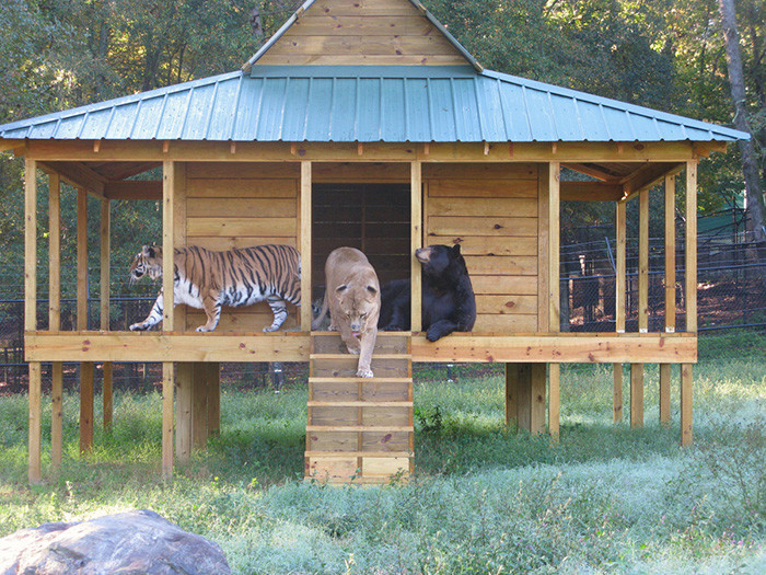 Неразлучное братство медведя, льва и тигра
