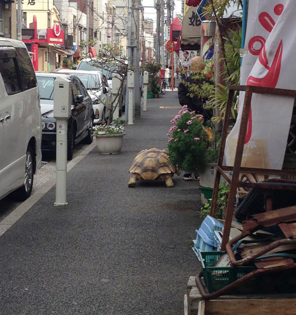 Не каждый может похвастать, что гуляет по Токио в компании большой черепахи