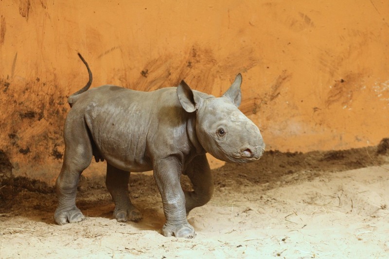 Ми-ми-ми! Впервые в истории Таллиннского зоопарка в нем родился детеныш носорога