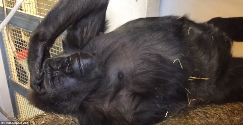 Сутки 17-летняя горилла по кличке Кира мучилась от схваток и совсем обессилила 