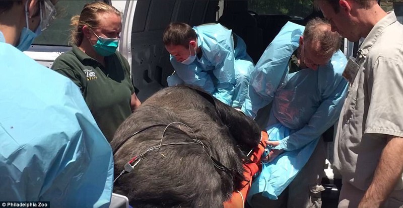 Сотрудники зоопарка Филадельфии вызвали на помощь ветеринаров и настоящих акушеров 