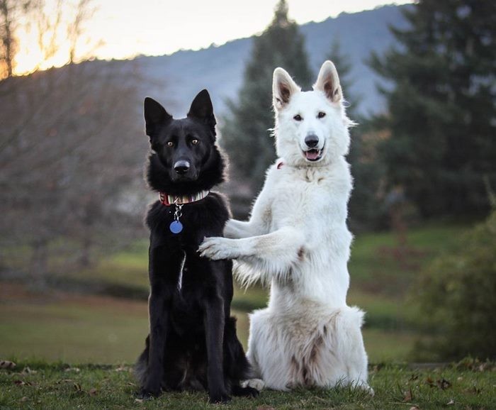 Эти две собаки, олицетворяющие день и ночь, непременно сделают ваш день добрым!
