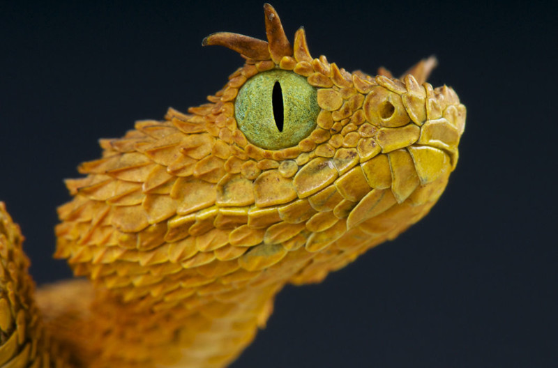 Цепкохвостый ботропс Шлегеля — ядовитая змея. Над глазами у нее торчит пара коротких рожков, образованных выступающими надглазничными чешуйками. Чем не реснички?