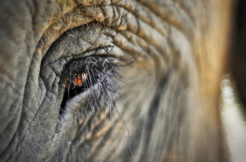 Длина ресниц всех млекопитающих, за исключением слонов, обладающих необычно длинными «опахалами», зависит от того, насколько большой у животного сам глаз
