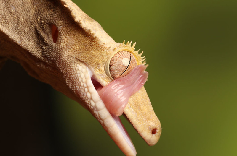 Ресничный геккон-бананоед. Отличное название, не правда ли? Некоторое время считался вымершим, прежде чем вновь был открыт в 1994 году
