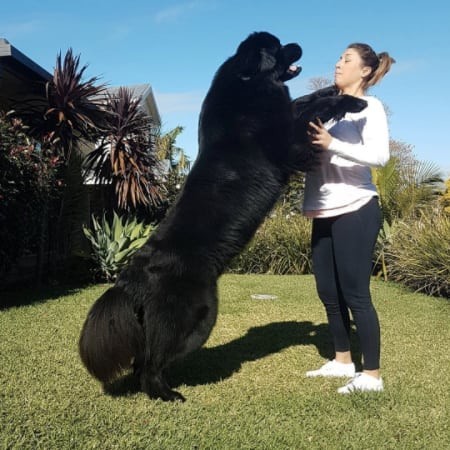 Собаки невероятно огромных размеров