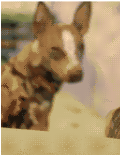 Когда всю жизнь мечтаешь стать звездой