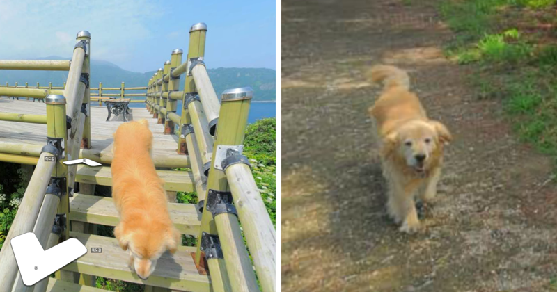 Пёс следовал за фотографом Google карт и попал в каждый кадр