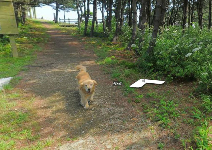 Пёс следовал за фотографом Google карт и попал в каждый кадр