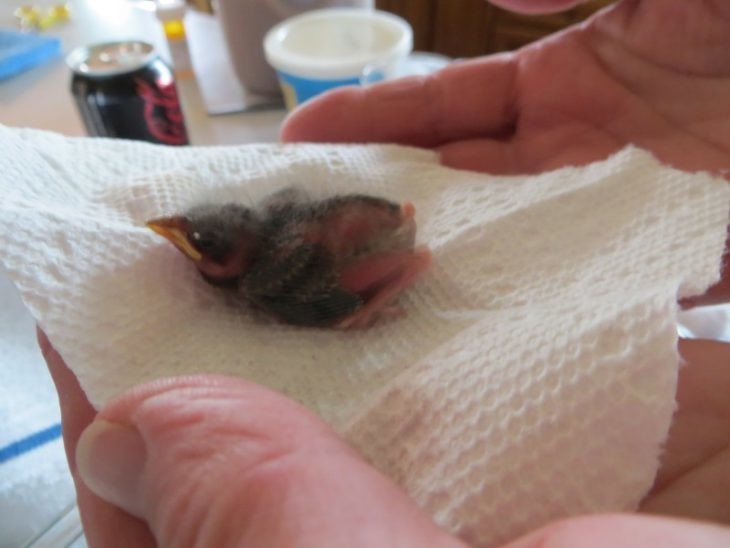 Этот птенец выпал из гнезда и умирал. Но посмотрите на него через 36 дней