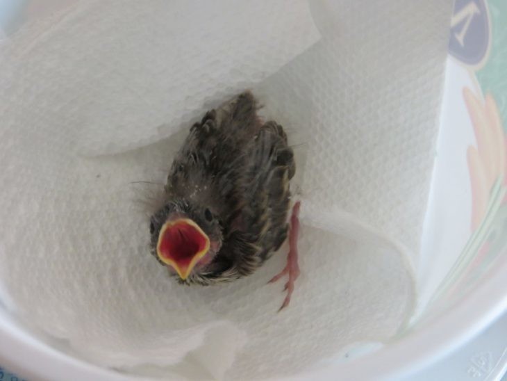 Этот птенец выпал из гнезда и умирал. Но посмотрите на него через 36 дней