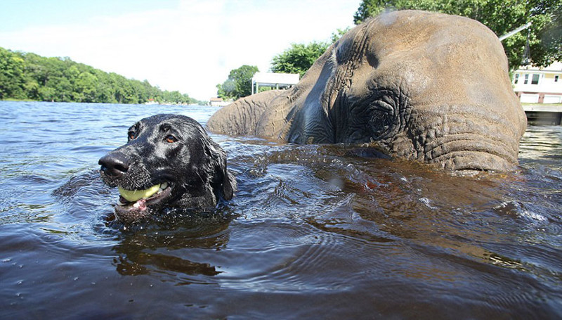 Слон и пес, которых подружила вода