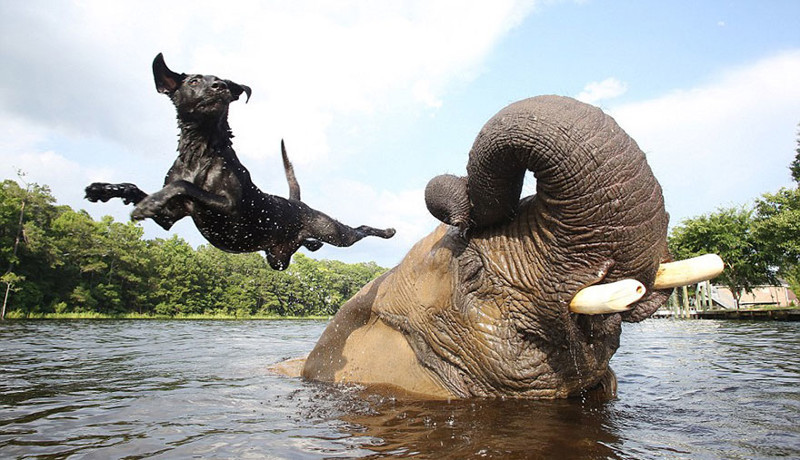 Слон и пес, которых подружила вода