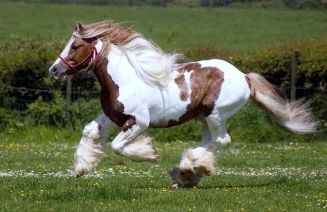 30 чудесных лошадей, от красоты которых перехватывает дыхание