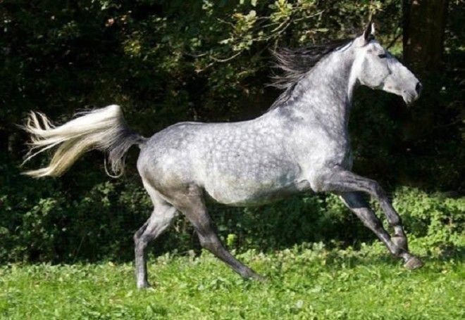 Арабская лошадь