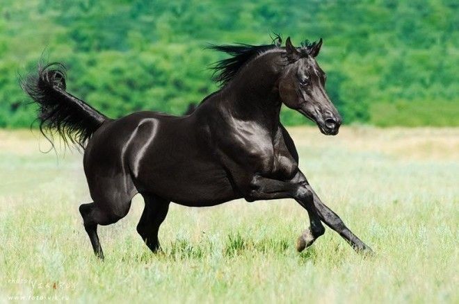 Чистокровная арабская лошадь
