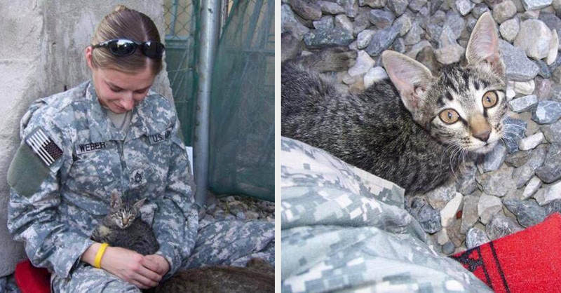  Эта женщина-военнослужащая отказалась оставить больного котенка одного в Афганистане