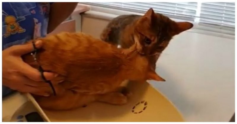 Кошка спасает друга из ветеринарной клиники