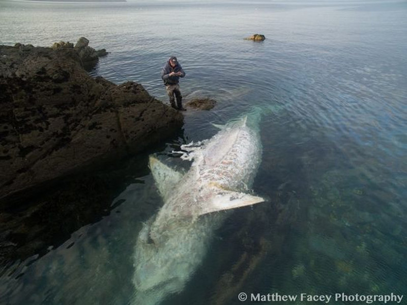 Восьмиметровую «акулу-монстра» выкинуло на скалы побережья Корниш