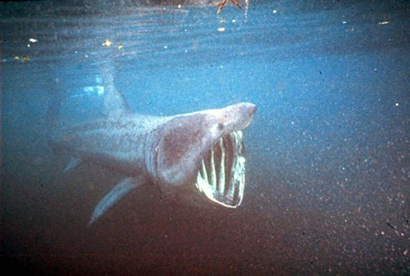 Восьмиметровую «акулу-монстра» выкинуло на скалы побережья Корниш