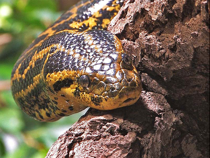 Пост восторга и восхищения самой большой змеей - анакондой