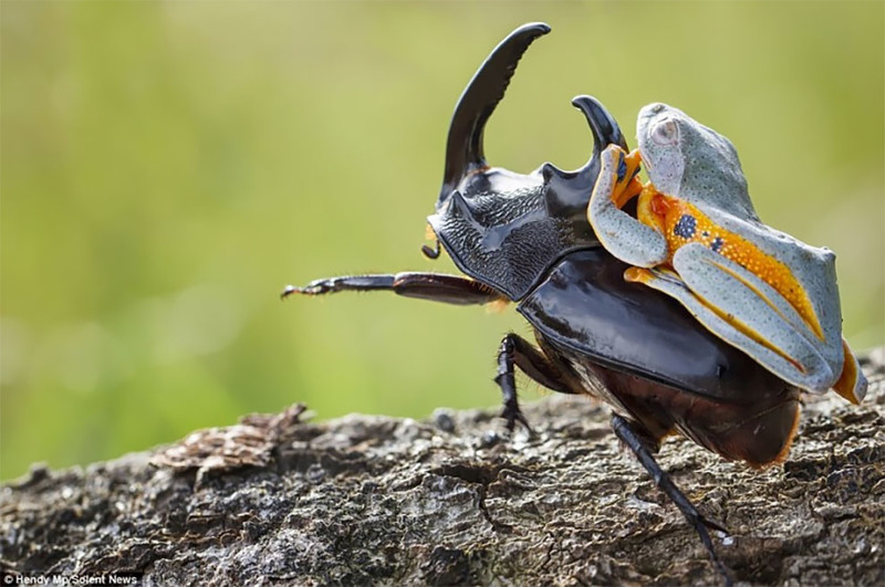 В мире животных: как бесплатно проехаться на жуке