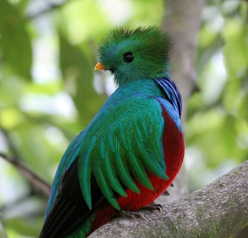 Квезаль (Pharomachrus mocinno) - священная птица ацтеков, около 150 особей. В неволе не живет и не размножается, поставлена на гран исчезновения из-за вырубки лесов