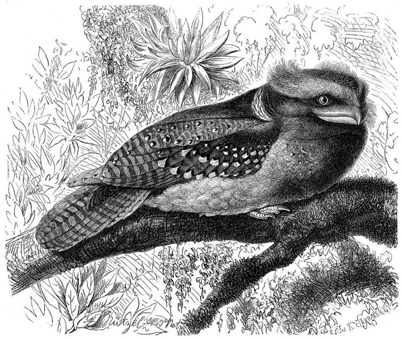 Новокаледонский совиный козодой, или черноспинный совиный лягушкорот (Aegotheles savesi) - по непроверенным данным (птица крайне редка) их осталось около 50 особей