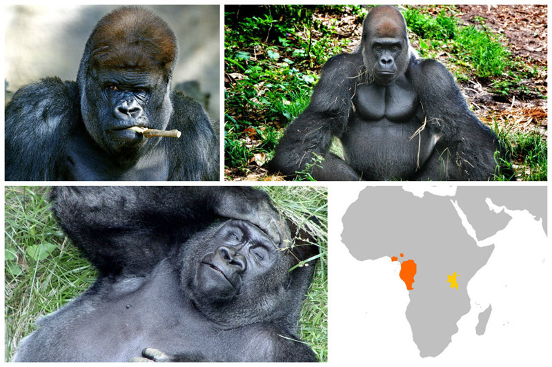 Гориллы. На сегодня в дикой природе осталось около 800 особей горилл.