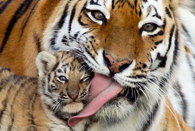 Амурский или уссурийский тигр - численность особей колеблется от 450 до 500
