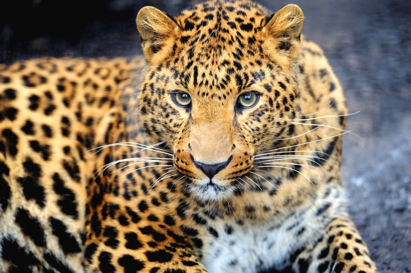 Дальневосточный леопард - 57 особей. Причины исчезновения - браконьерство, охотничьи силки, а также оленеводы, которые защищают свои стада от нападений хищника.