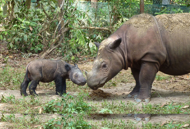 Суматранский носорог - самый маленький из носорогов, численность около 200 особей. Унижаются браконьерами из-за высокой ценности рога. Неволю переносят плохо.