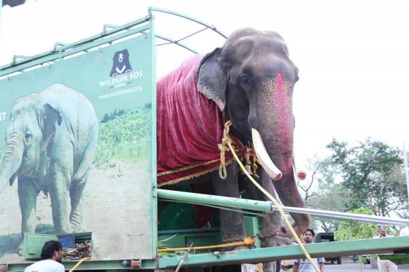 Зоозащитники освободили 75-летнего слона, который 50 лет просидел на цепи