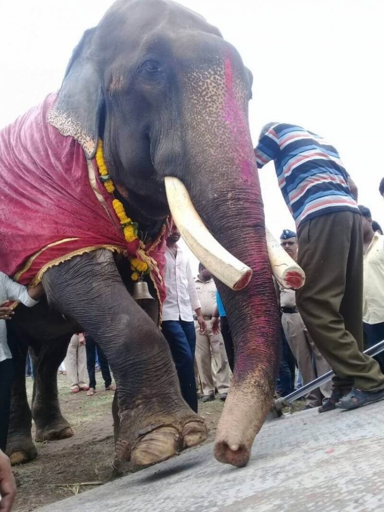 Зоозащитники освободили 75-летнего слона, который 50 лет просидел на цепи